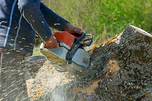 Best Hedge Trimming  in Penn State Erie, PA